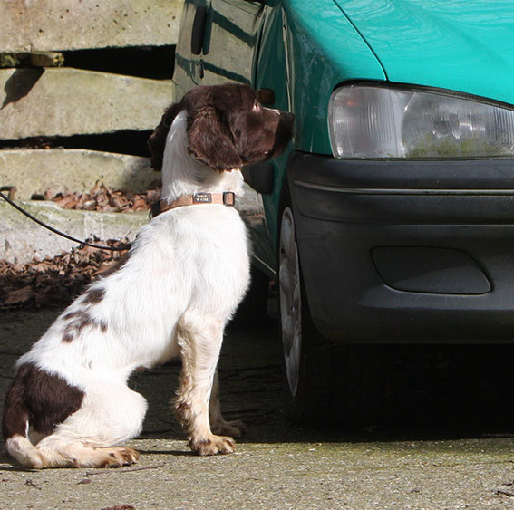 ProActive Drug Detection Dog Handler Course The Dog Detectives