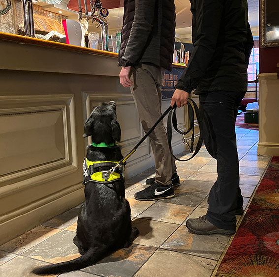 Passive Drug Detection Dog Handler The Dog Detectives