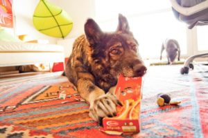 Hecheln ist ok, damit regulieren die hunde ihre körpertemperatur. Schmerzen Erkennen Beim Hund Dogdialog Hundeschule Wien