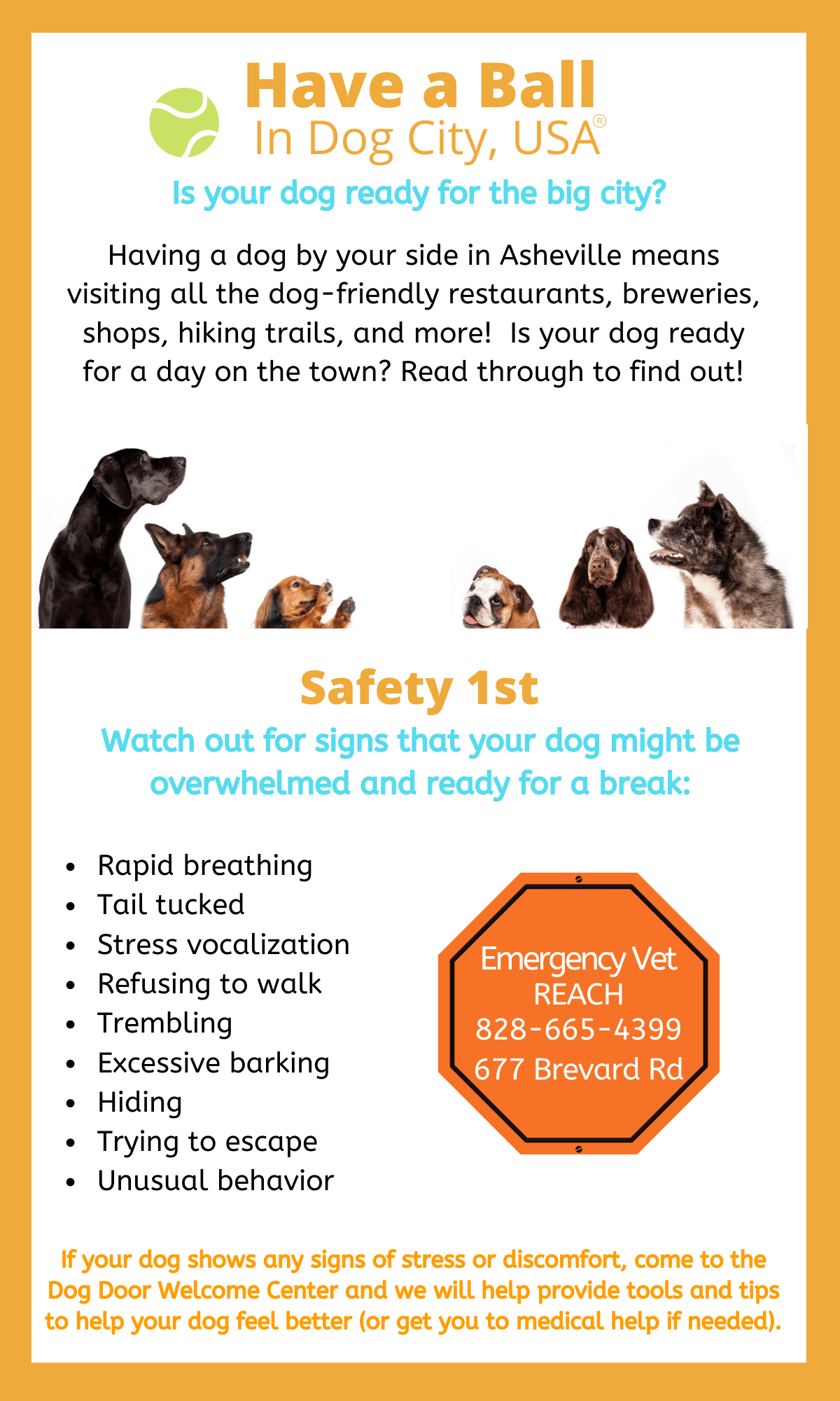 Dog City, USA The Most DogFriendly City in the US Asheville, NC