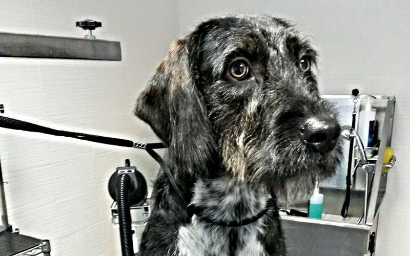 Toelettatura cani a Bologna Dog Enjoy di Francesco Vignoni, Via Beniamino Gigli, quartiere Murri