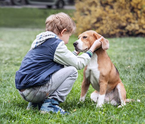 Provocation for facial dog bite by border collie on a child