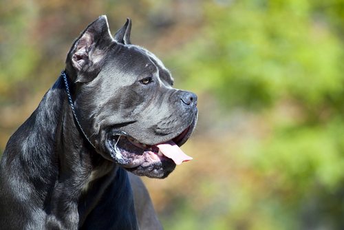 Dog bite statistics & info on Cane Corso Dog Expert