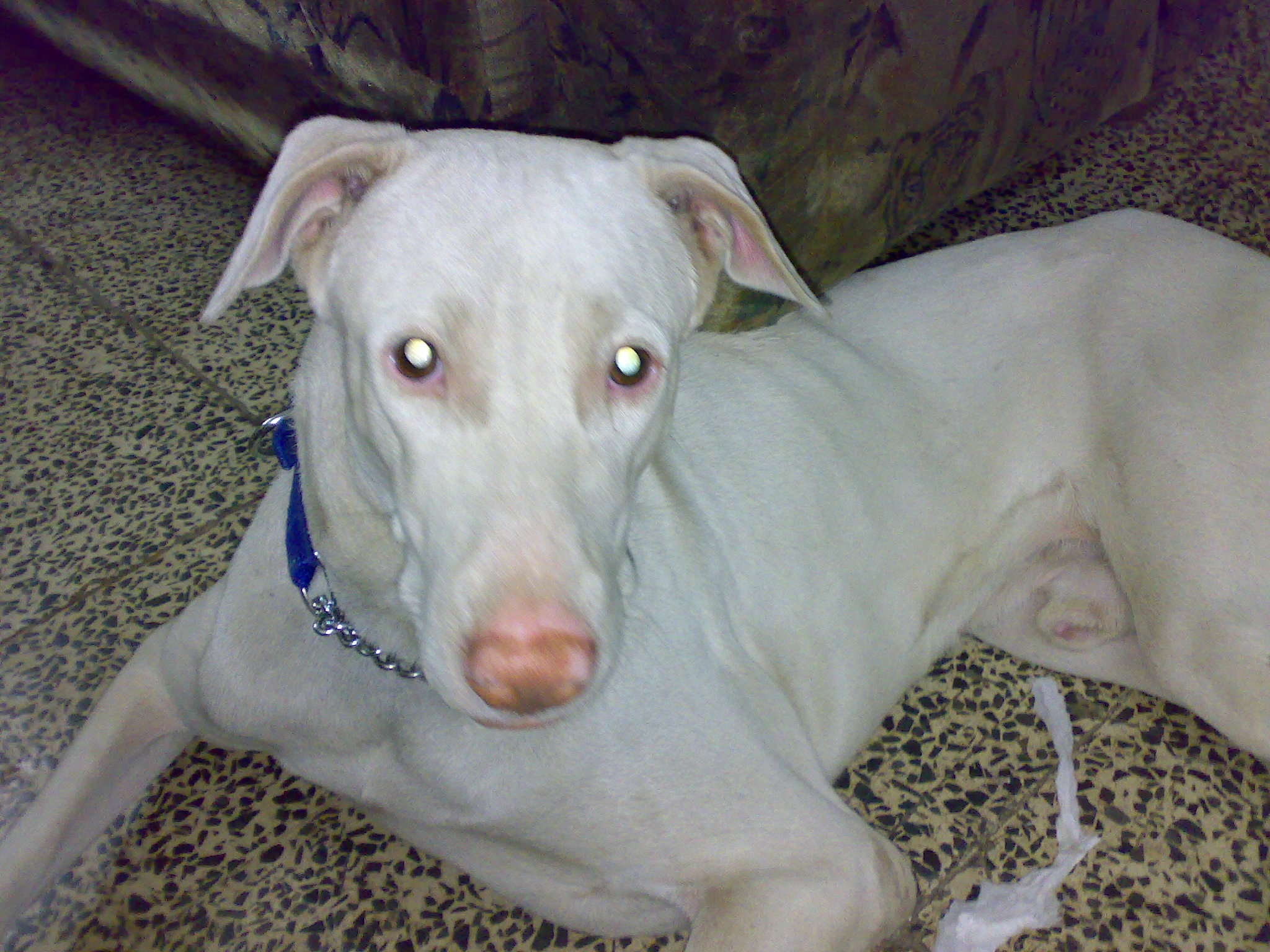 Rajapalayam Dog Breed Information, Photos DogExpress