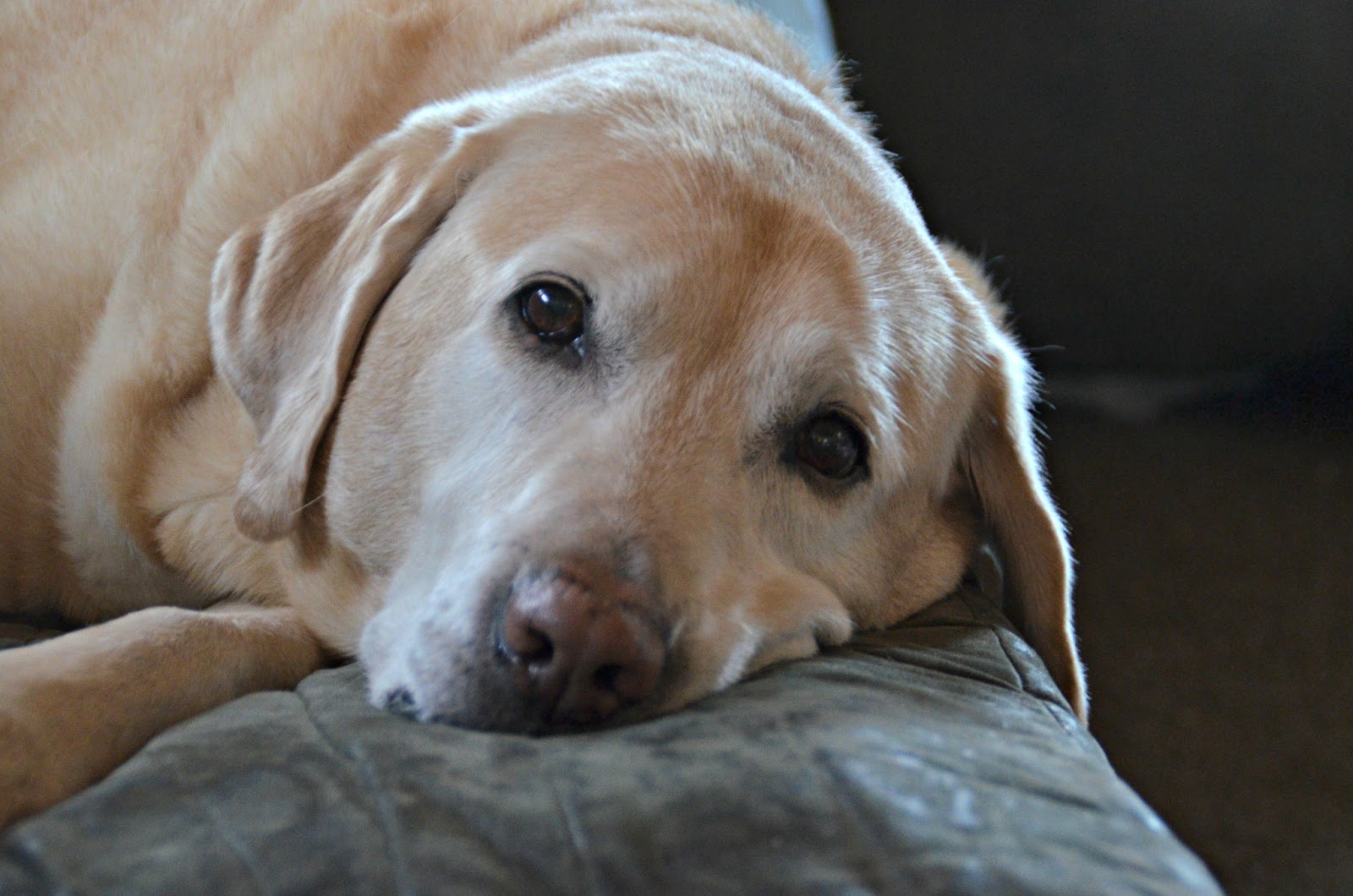 8 Most Common Deadly Dog Diseases DogExpress