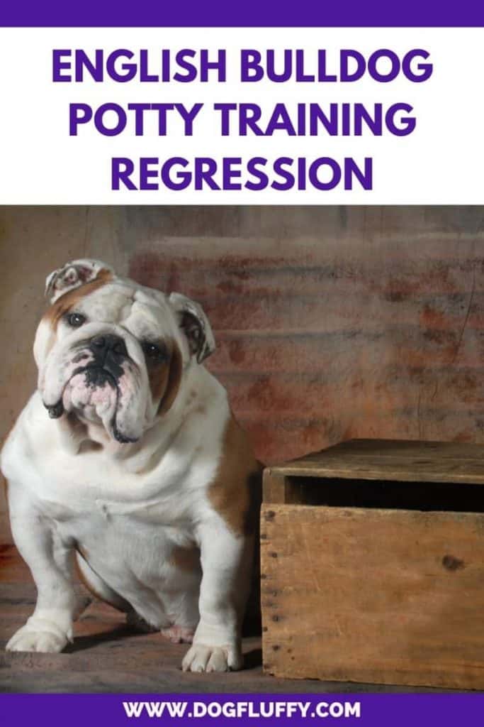 English Bulldog Potty Training Regression 6 Basic Causes