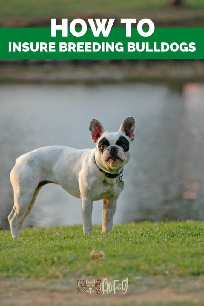 Bulldog Breeding Insurance Best Guide 2021 Dog Fluffy