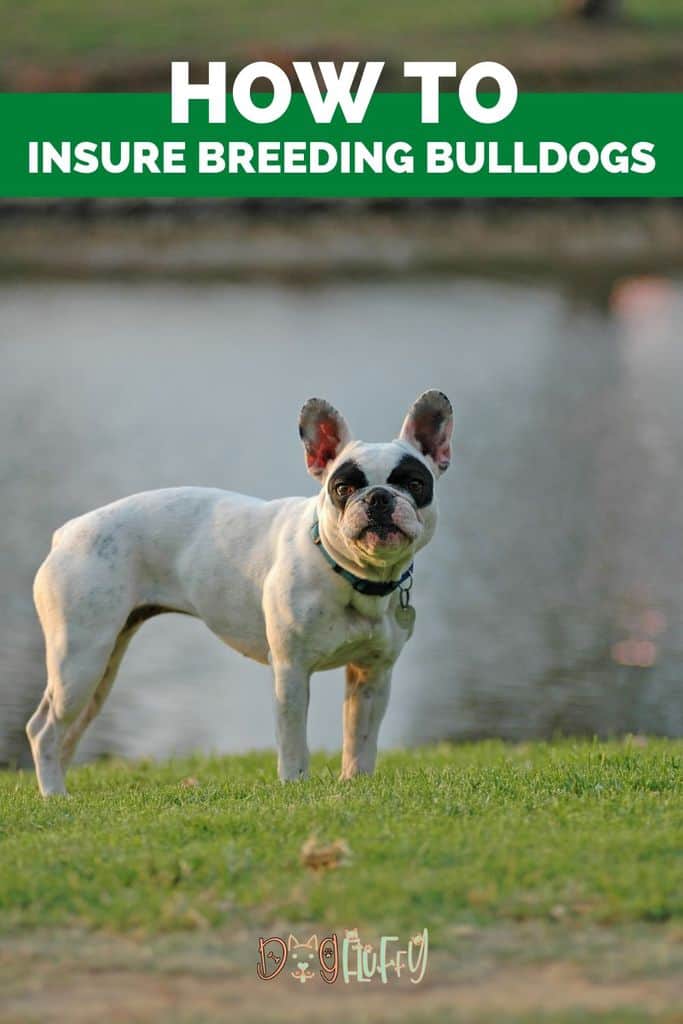 Bulldog Breeding Insurance Best Guide 2023 Dog Fluffy