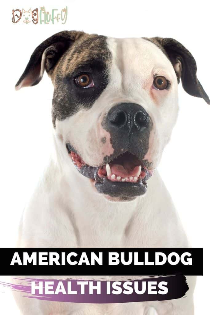 13 Most Common American Bulldog Health Issues 2024 Dog Fluffy