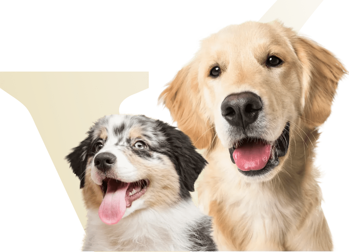 Dog Food Recall Alerts Dog Food Advisor