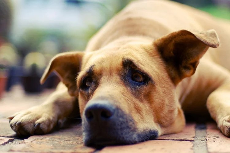How To Bury A Dog Burying Your Pet In The Backyard (2024 Guide)