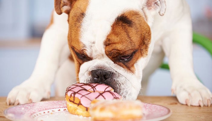 Can Dogs Eat Donuts? (2022 Guide)