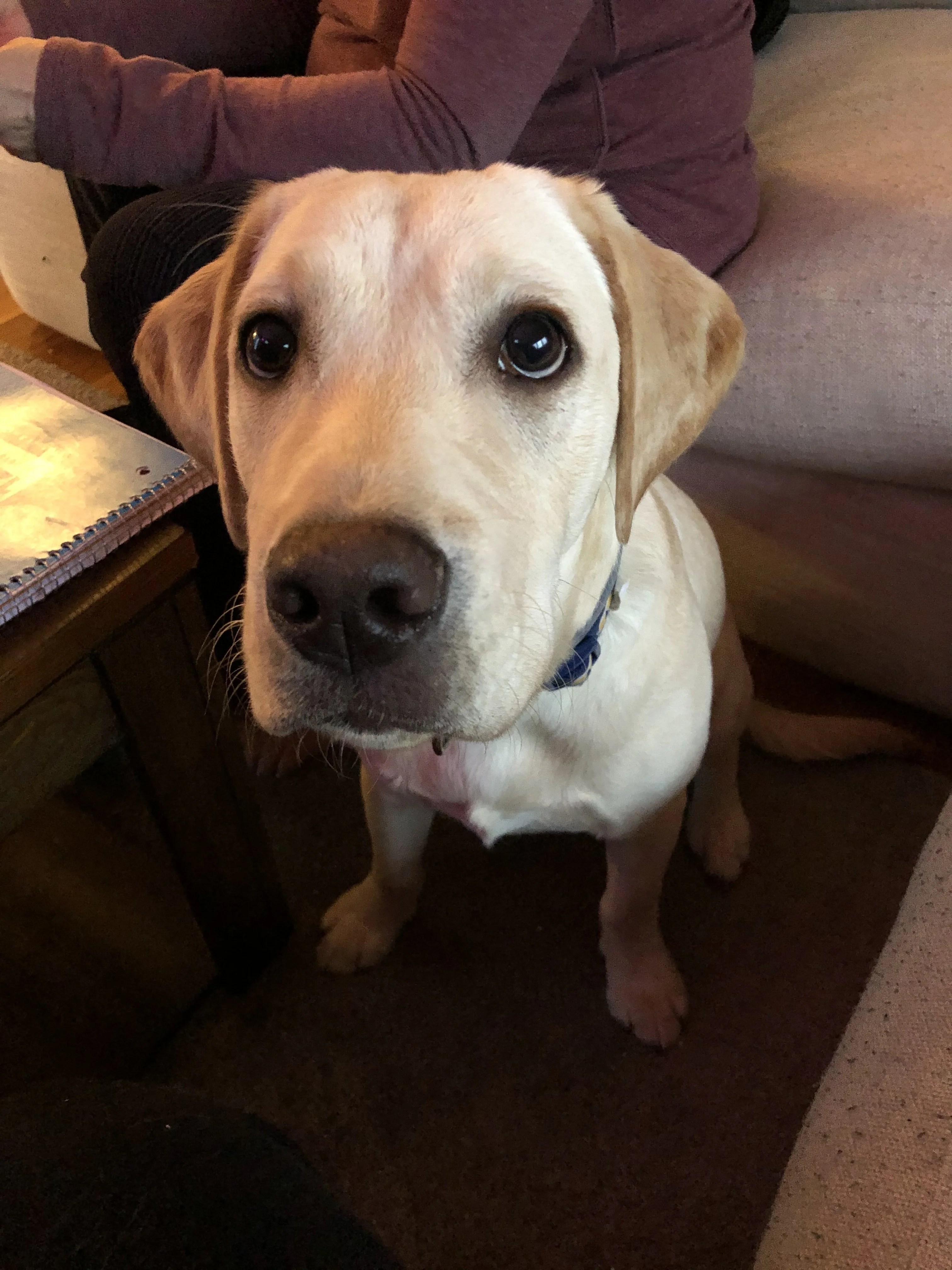 HELP!!! 8 month old lab peeing so much 2 weeks after neuter without