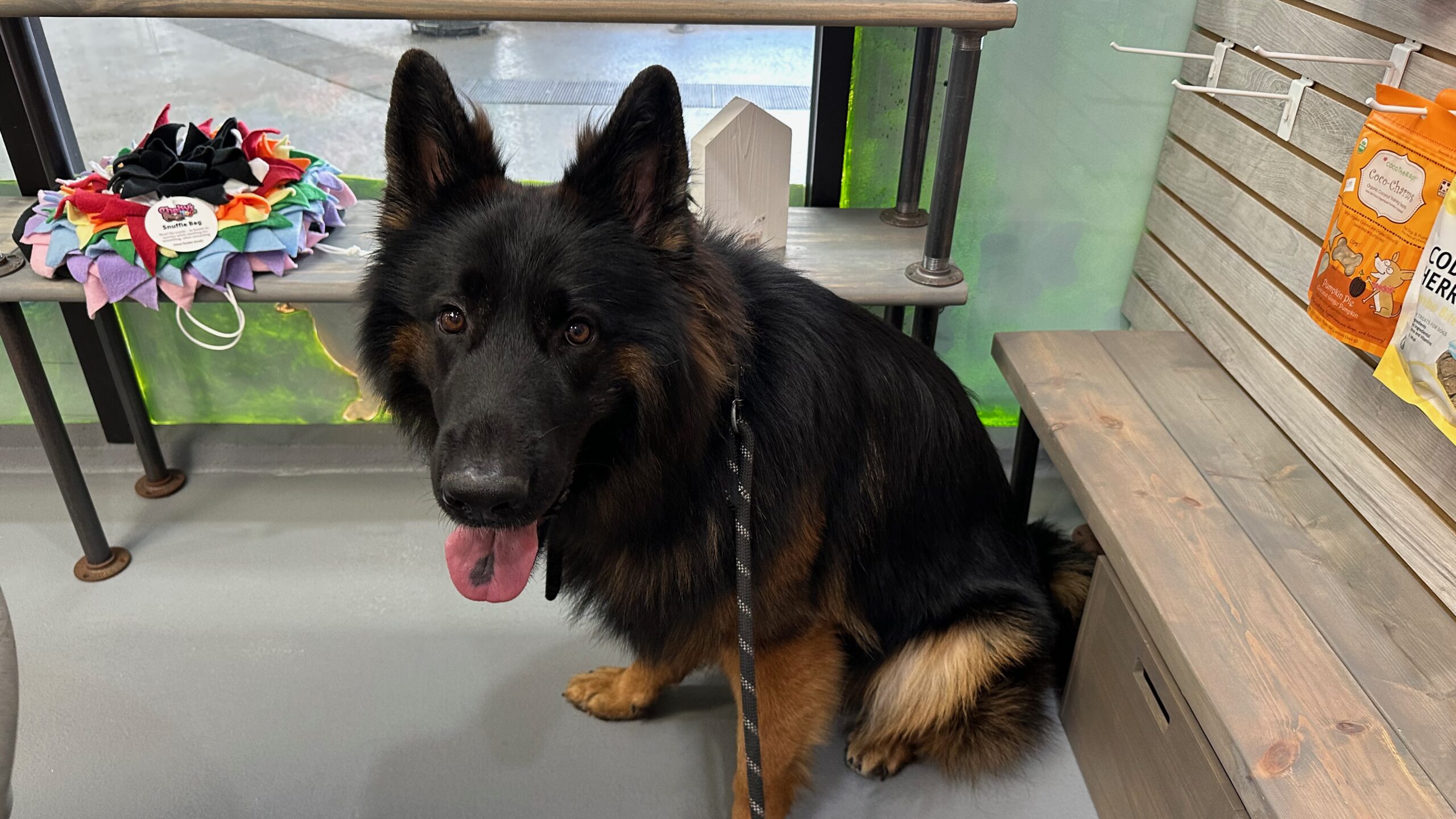 Petworks A Paradise for Pets and Owners in St. Petersburg Dog