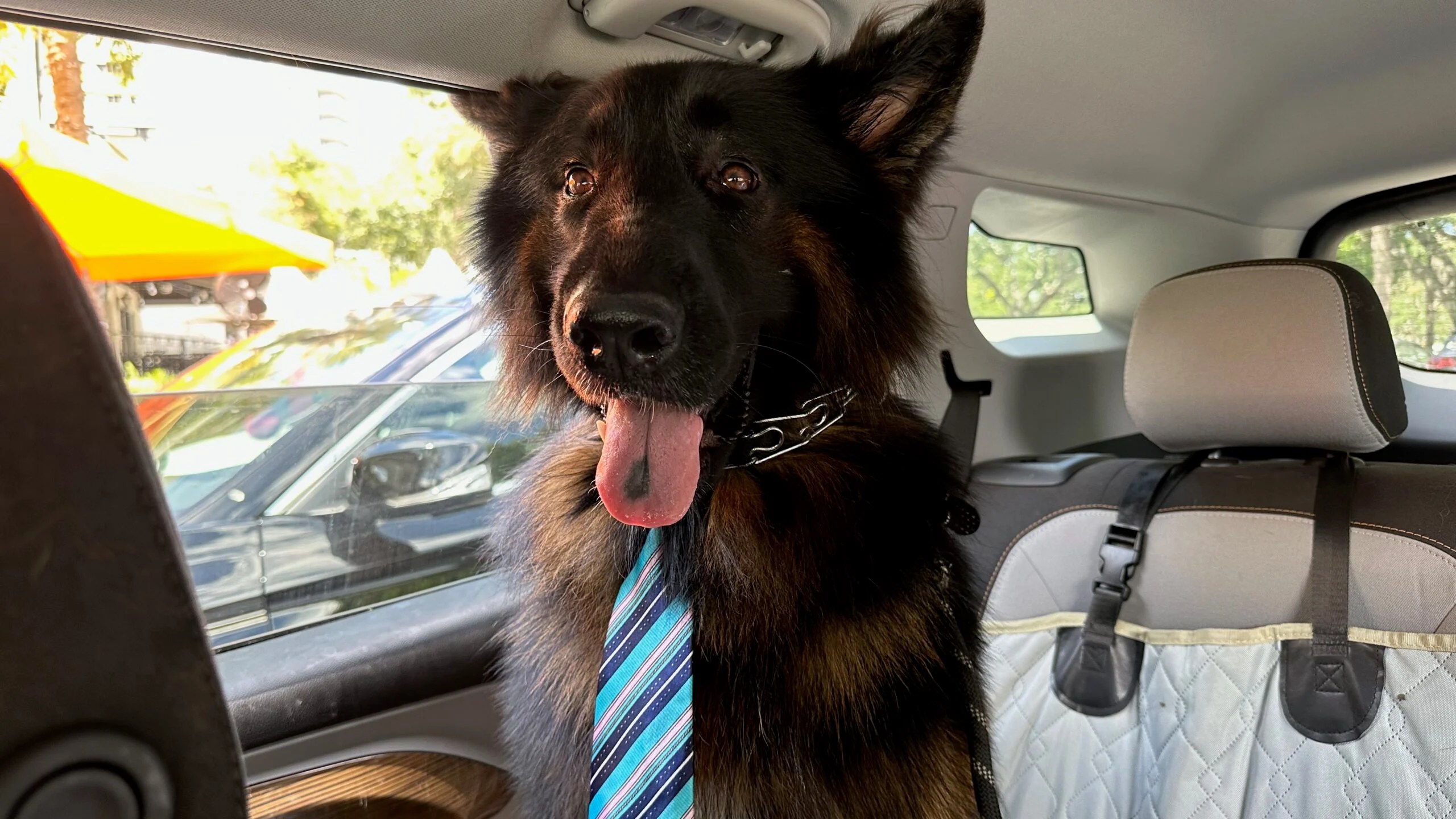 Petworks A Paradise for Pets and Owners in St. Petersburg Dog Friendly St Pete