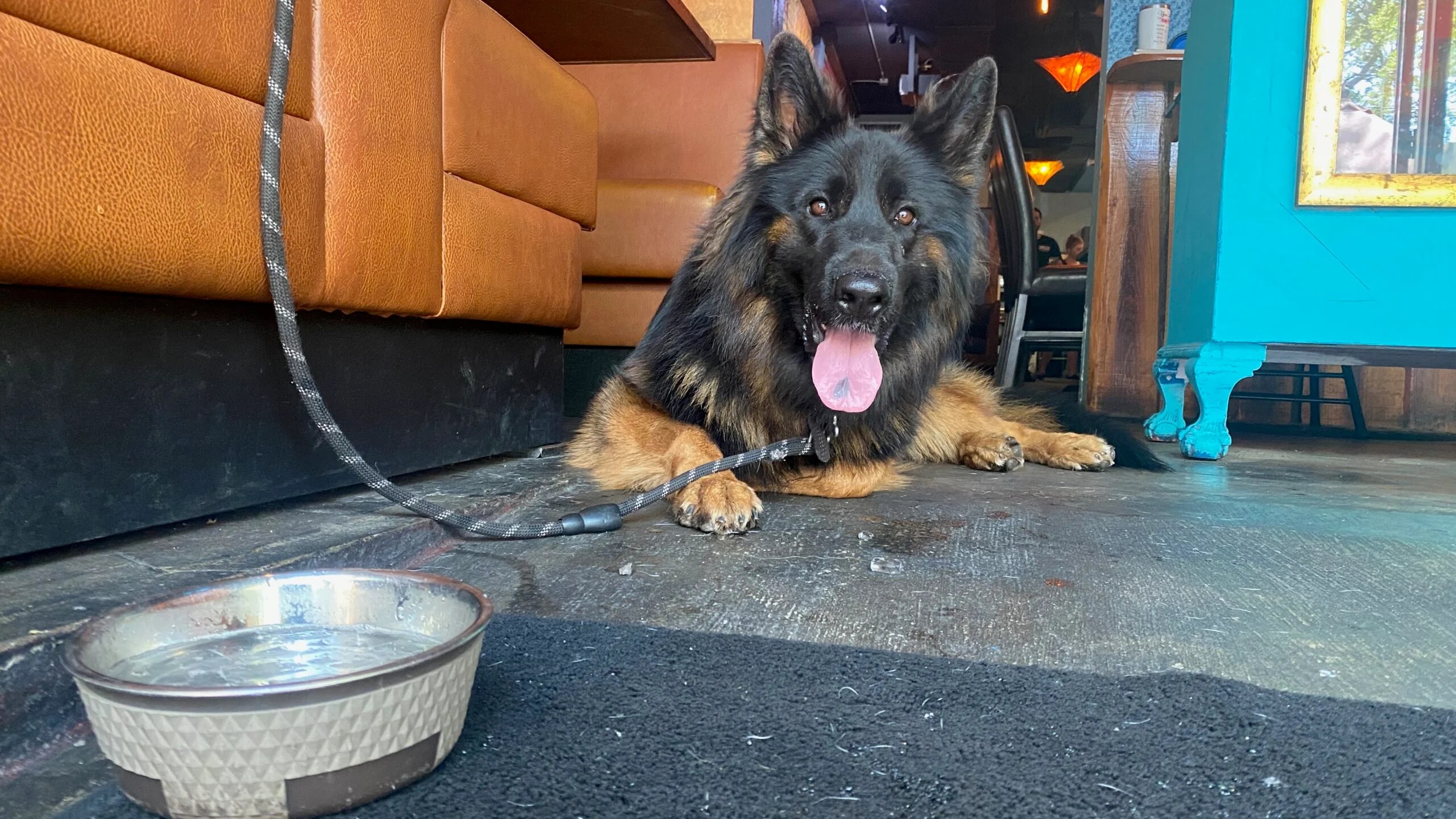 Dog Friendly Restaurants St Pete (2023 Guide)