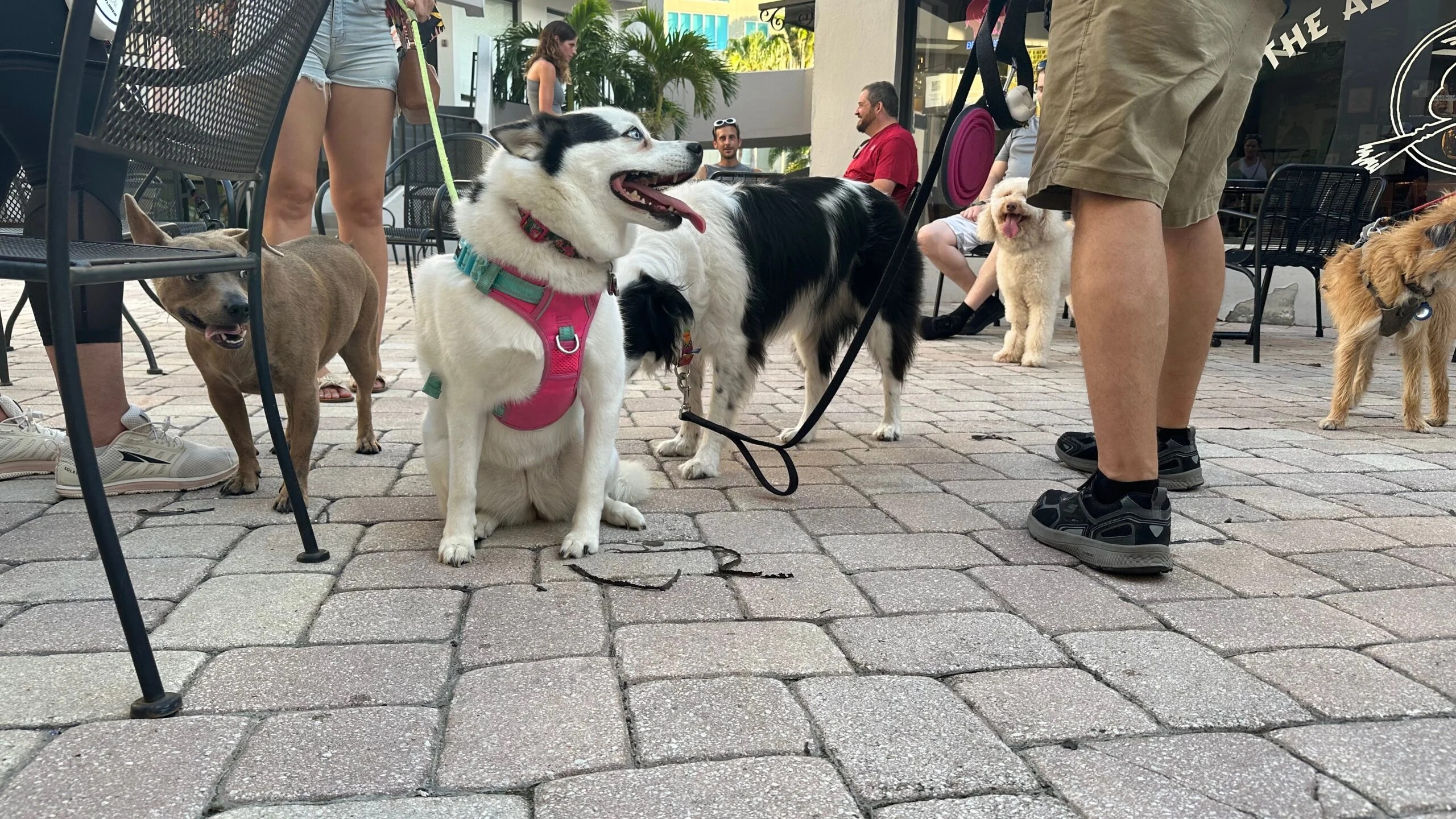 The Ale and the Witch Craft Beers and Canine Companions in St