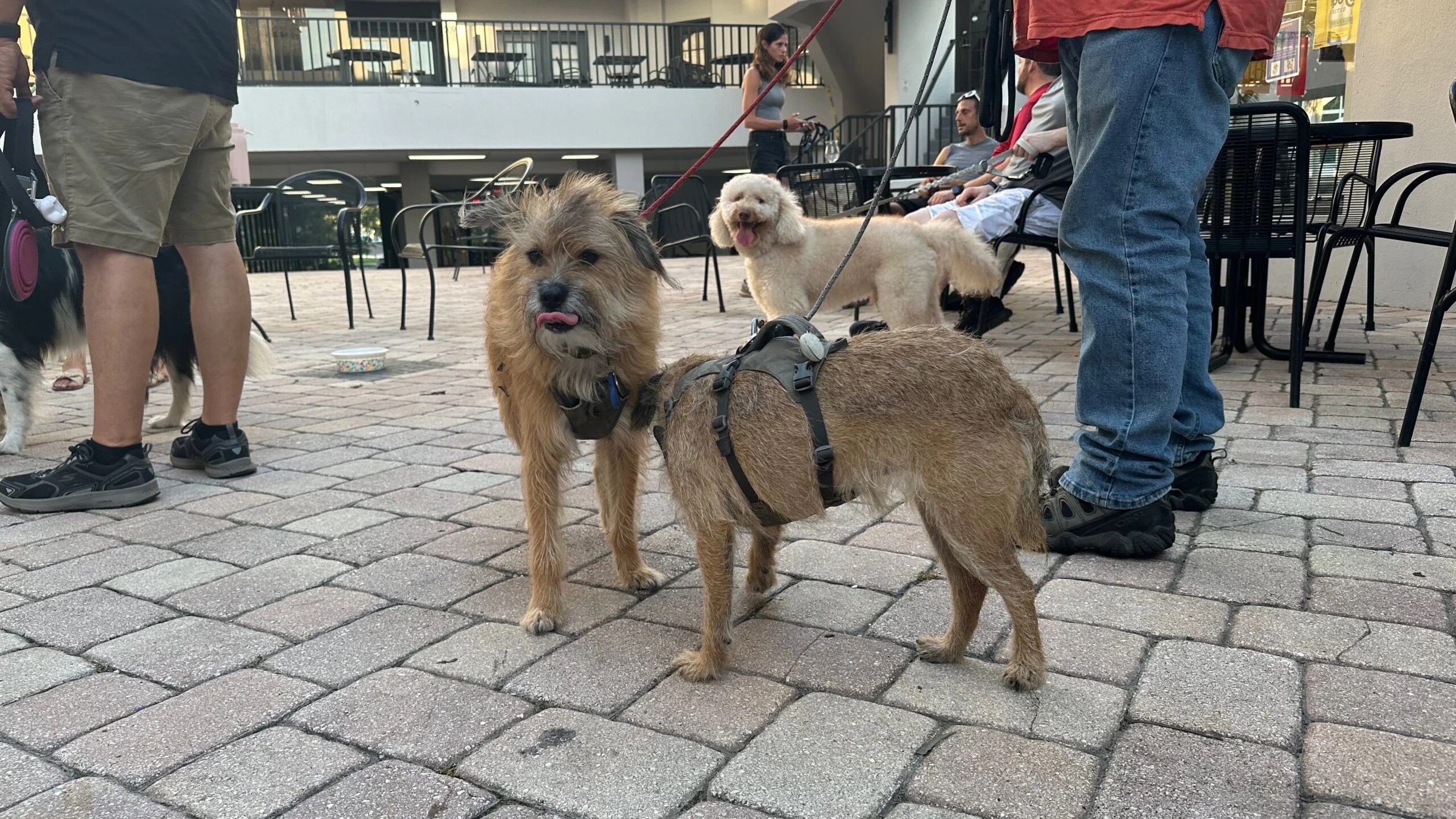 The Ale and the Witch Craft Beers and Canine Companions in St