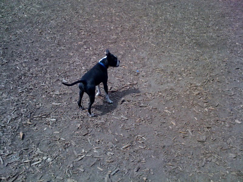 Dog Tail Docking Doggie Academy