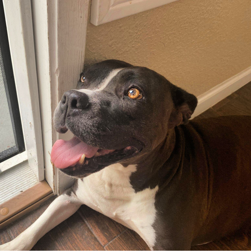 Coco Doggie Bonez Dog & Puppy Rescue