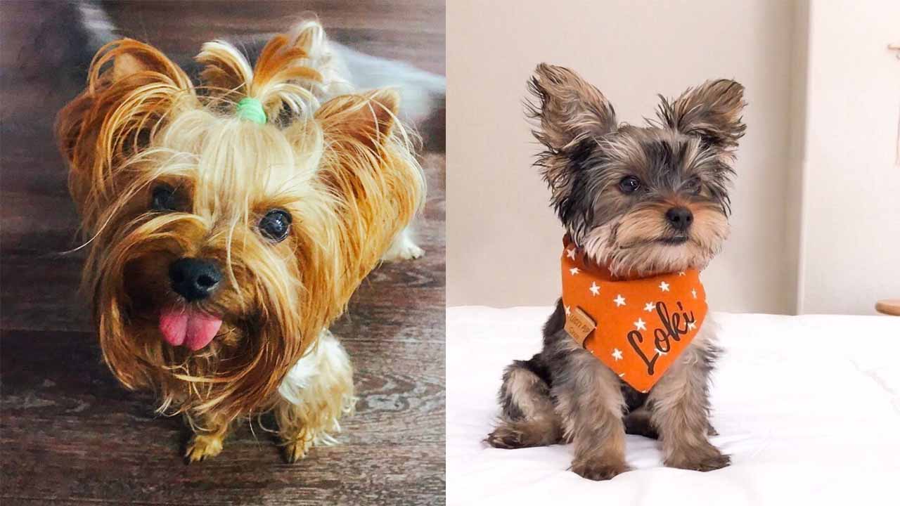 5 Ways to Extend Your Yorkie Life Span DoggieBuzz