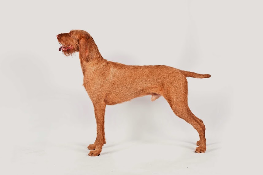 Wirehaired Vizsla and Coton de Tulear Join the Ranks of the AKC