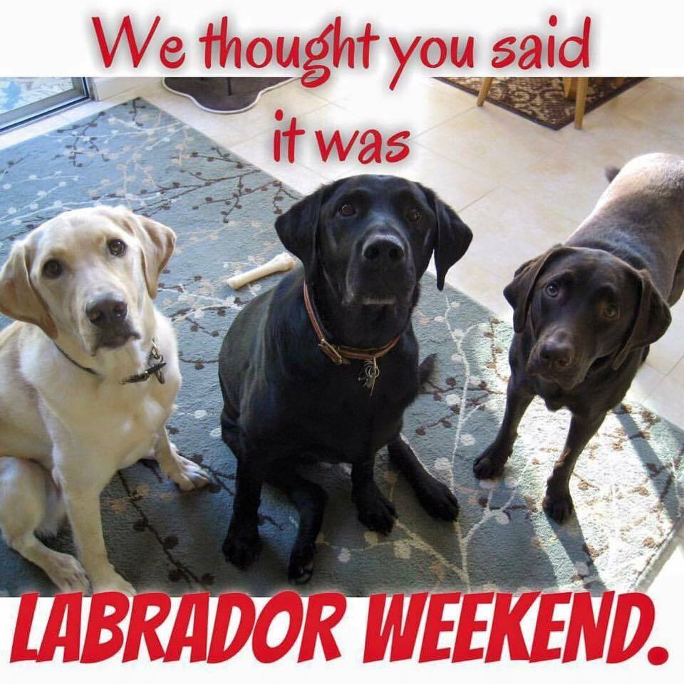 Labor Day Dog Blog