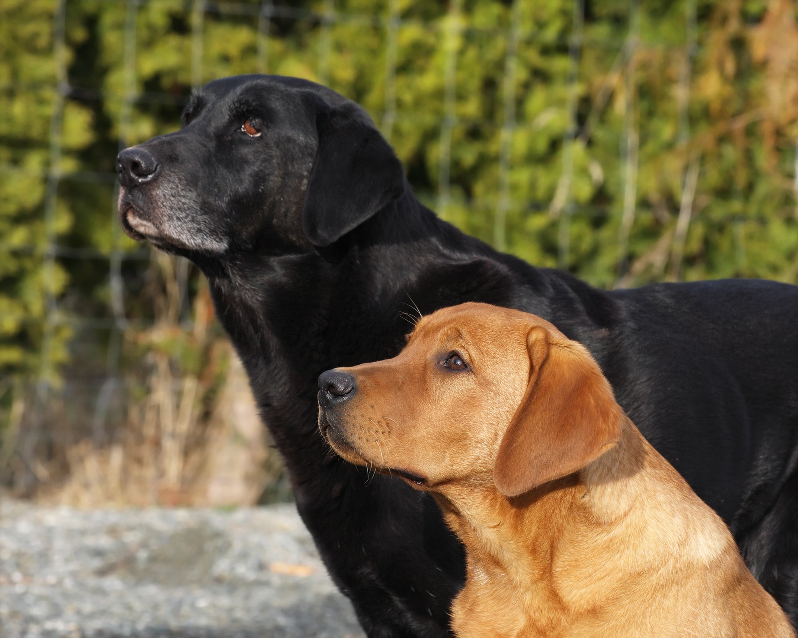 Labrador Retrievers Dog Blog