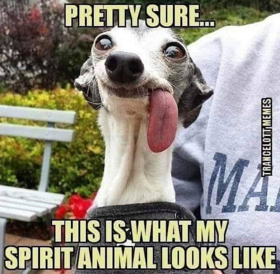My Spirit Animal Dog Blog