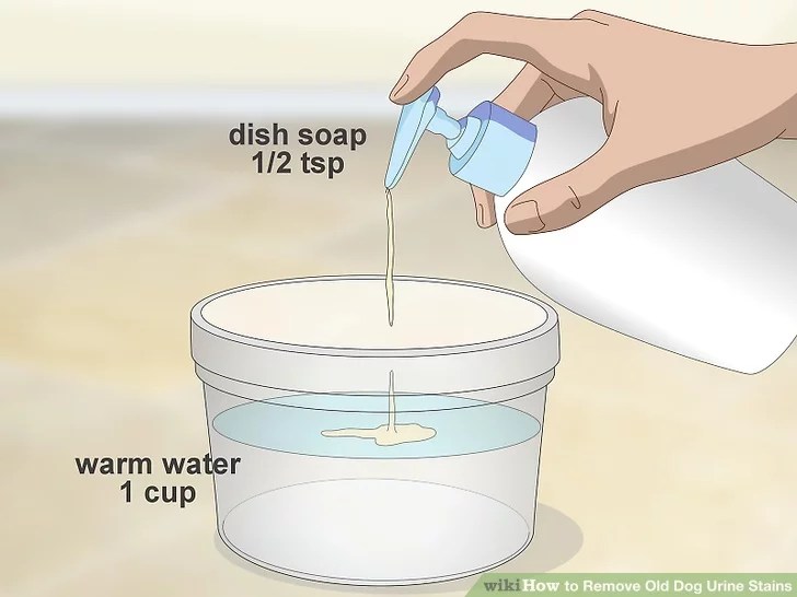 How To Get Dog Pee Out Of Carpet Doggie Blog