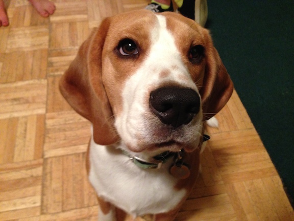 Teaching a Beagle to Listen to and Respect His Owners Dog
