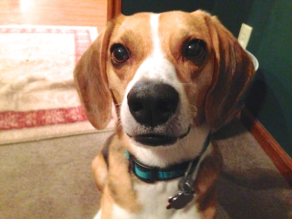 Adding Rules and Boundaries to Help a Beagle Regain