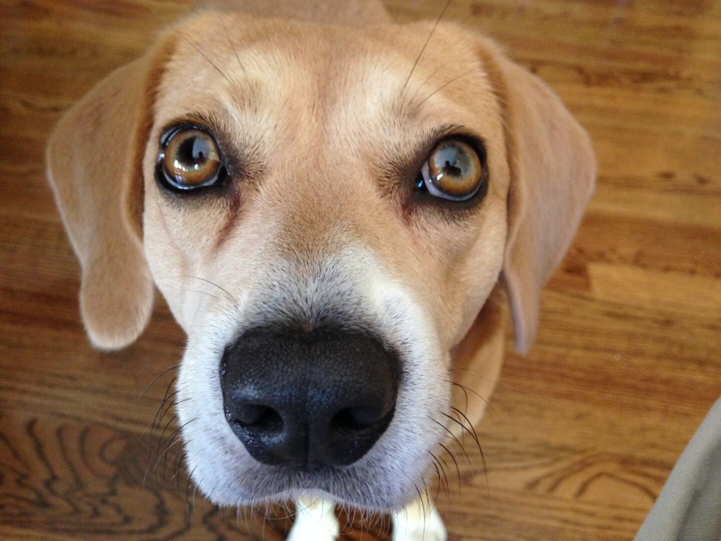 An Excited Beagle Mix Learns Some Self Control Dog Gone