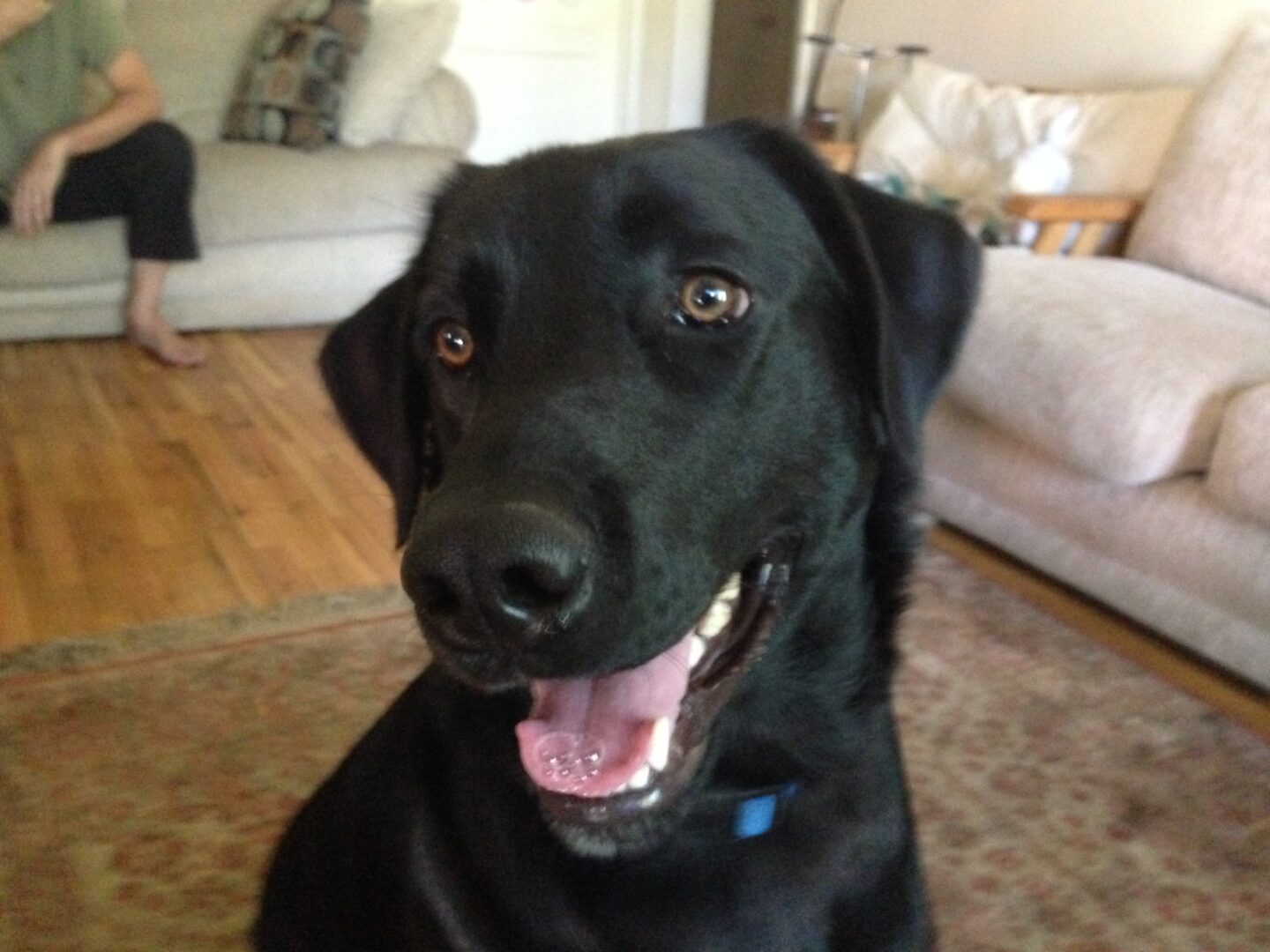 German Shepherd Mixed With Golden Retriever Black