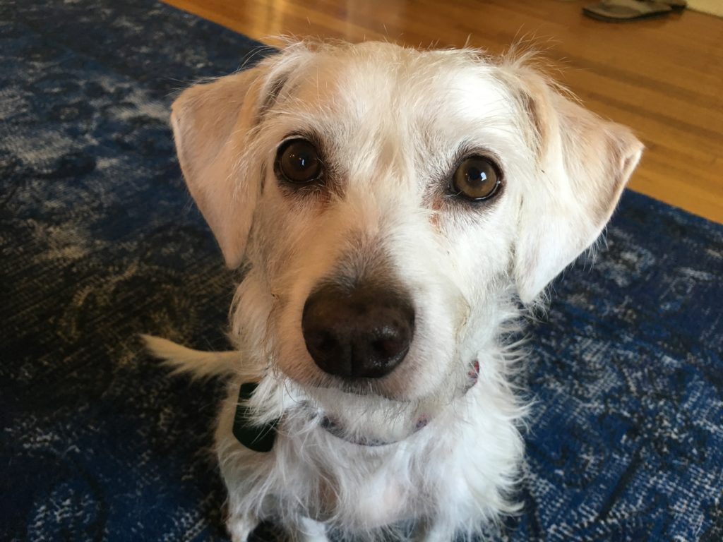Teaching a No Kill Shelter Rescue to Stop Barking So He