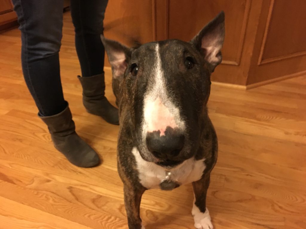 A Territorial Miniature Bull Terrier Learns to Calm Down