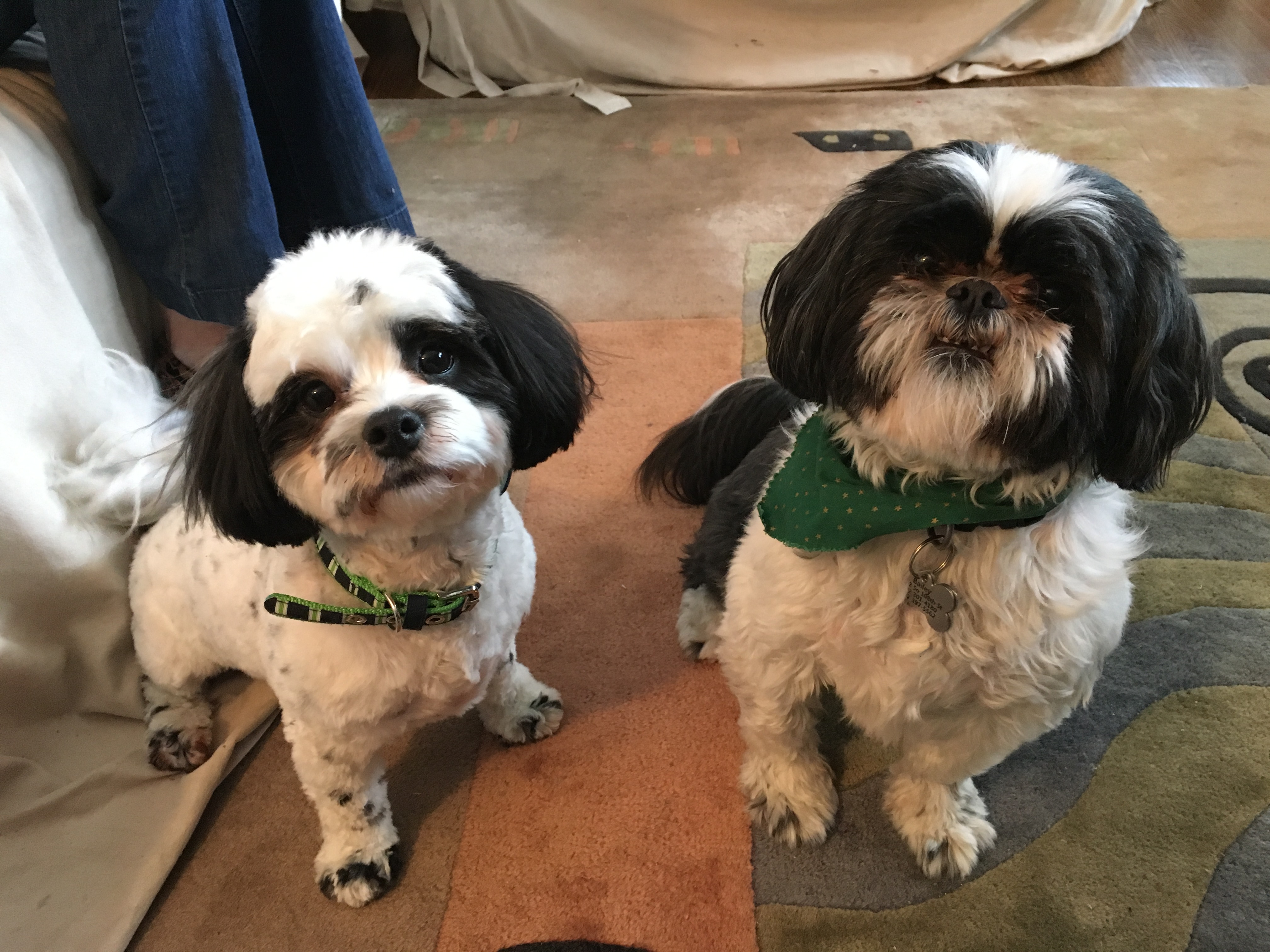 Are Teddy Bear Puppies Aggressive