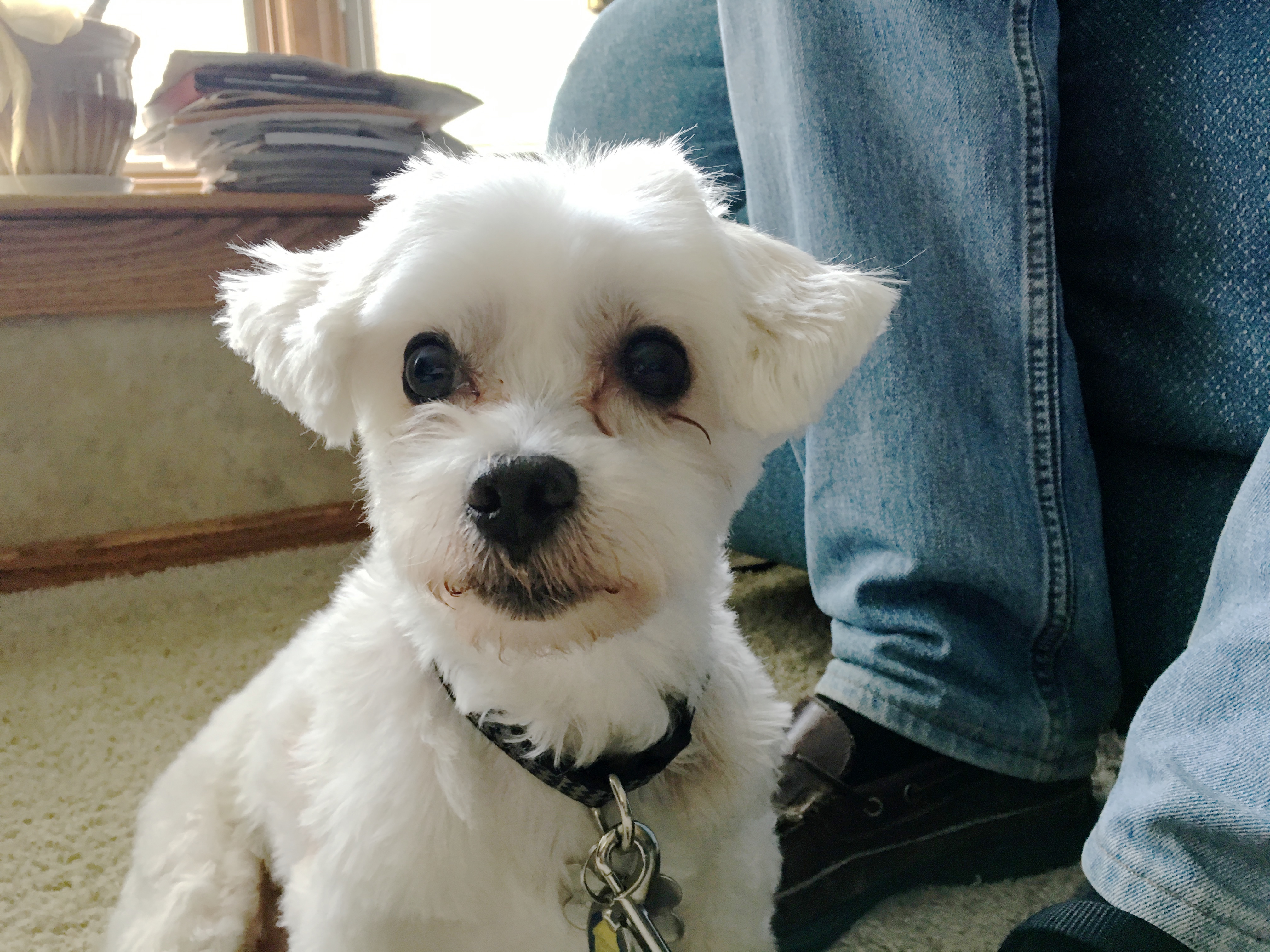 Helping a Former Puppy Mill Dog Learn to Trust Human Males Dog Gone