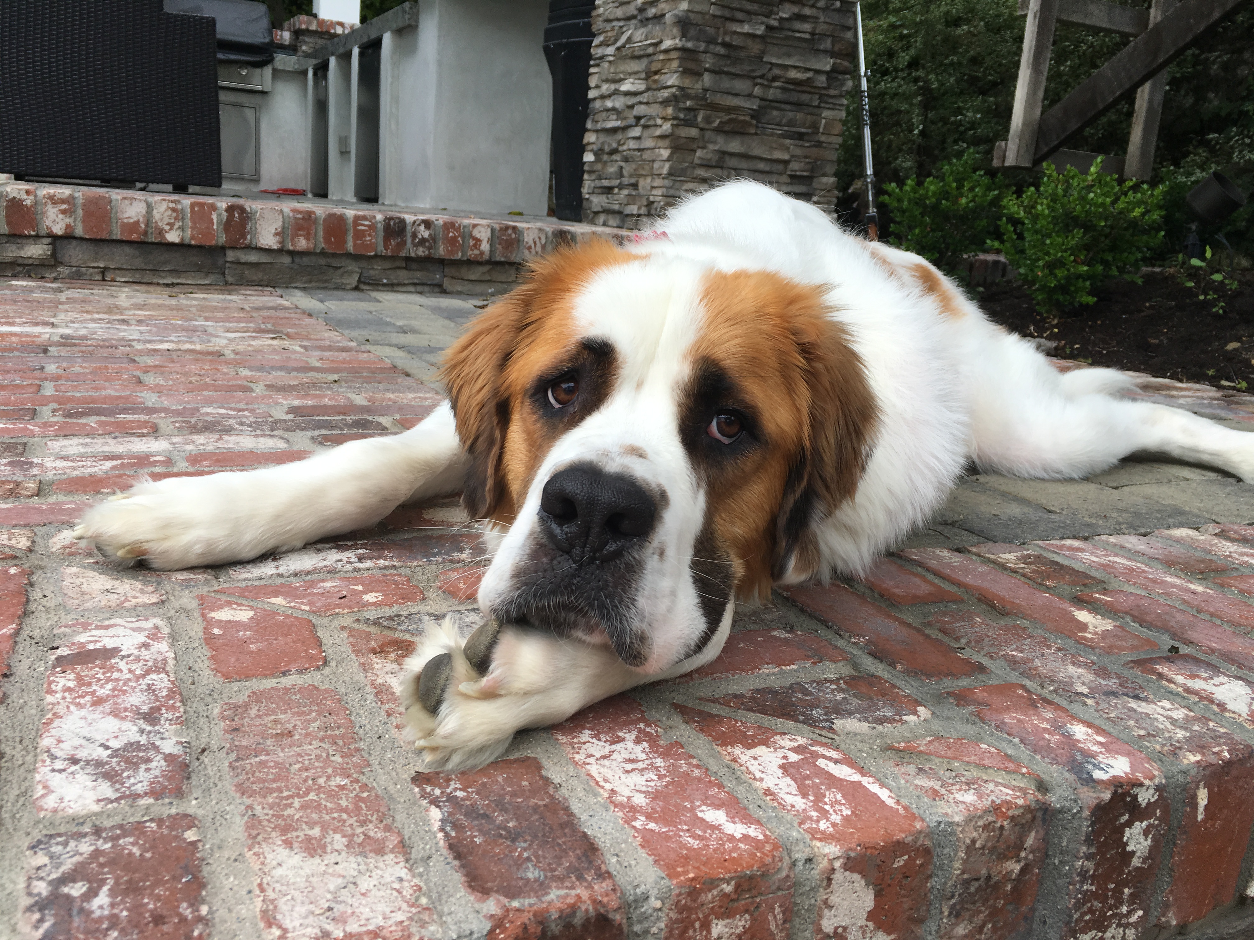 Where Does The Saint Bernard Live