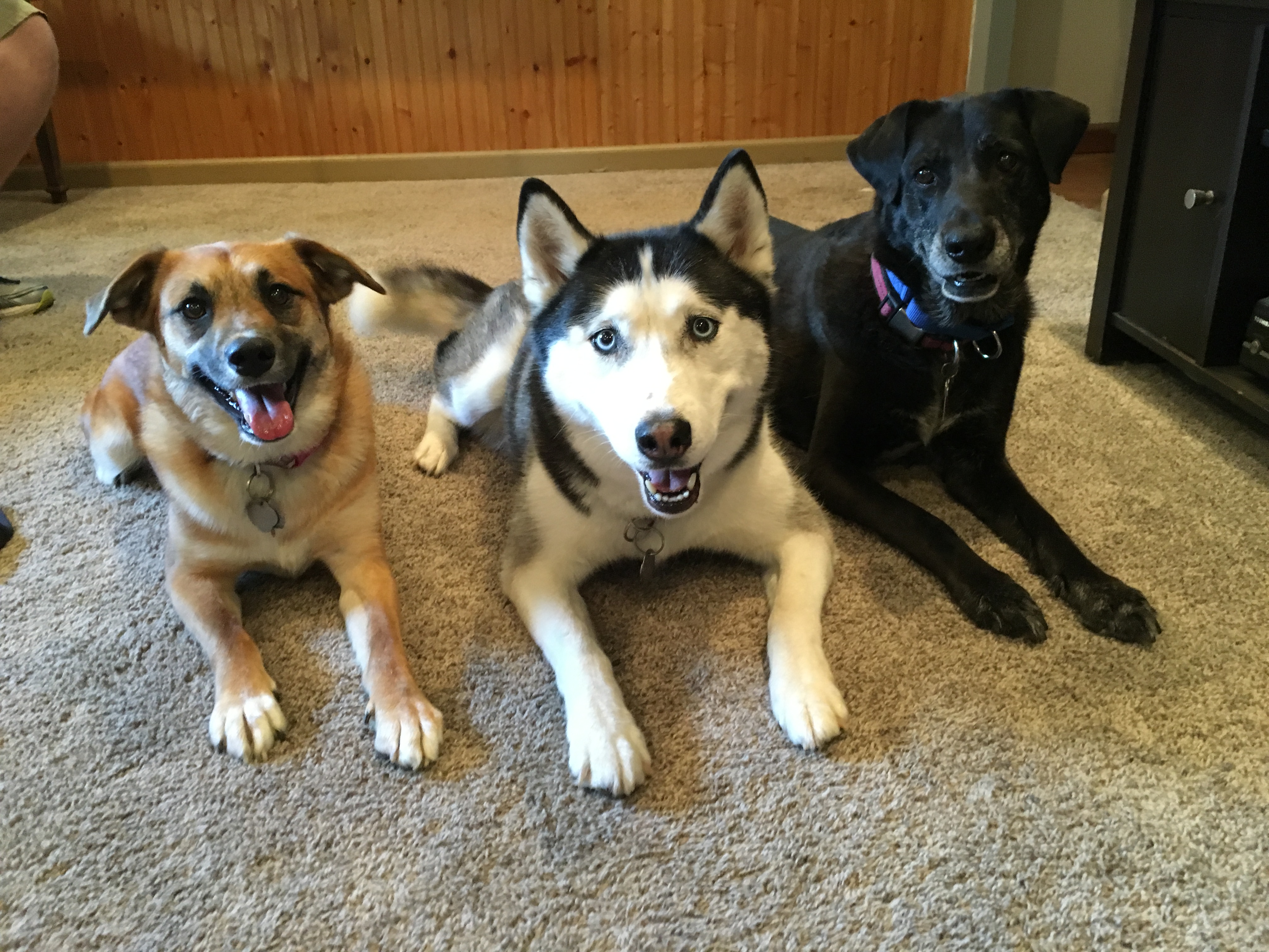 Black Lab Husky Mix Dogs