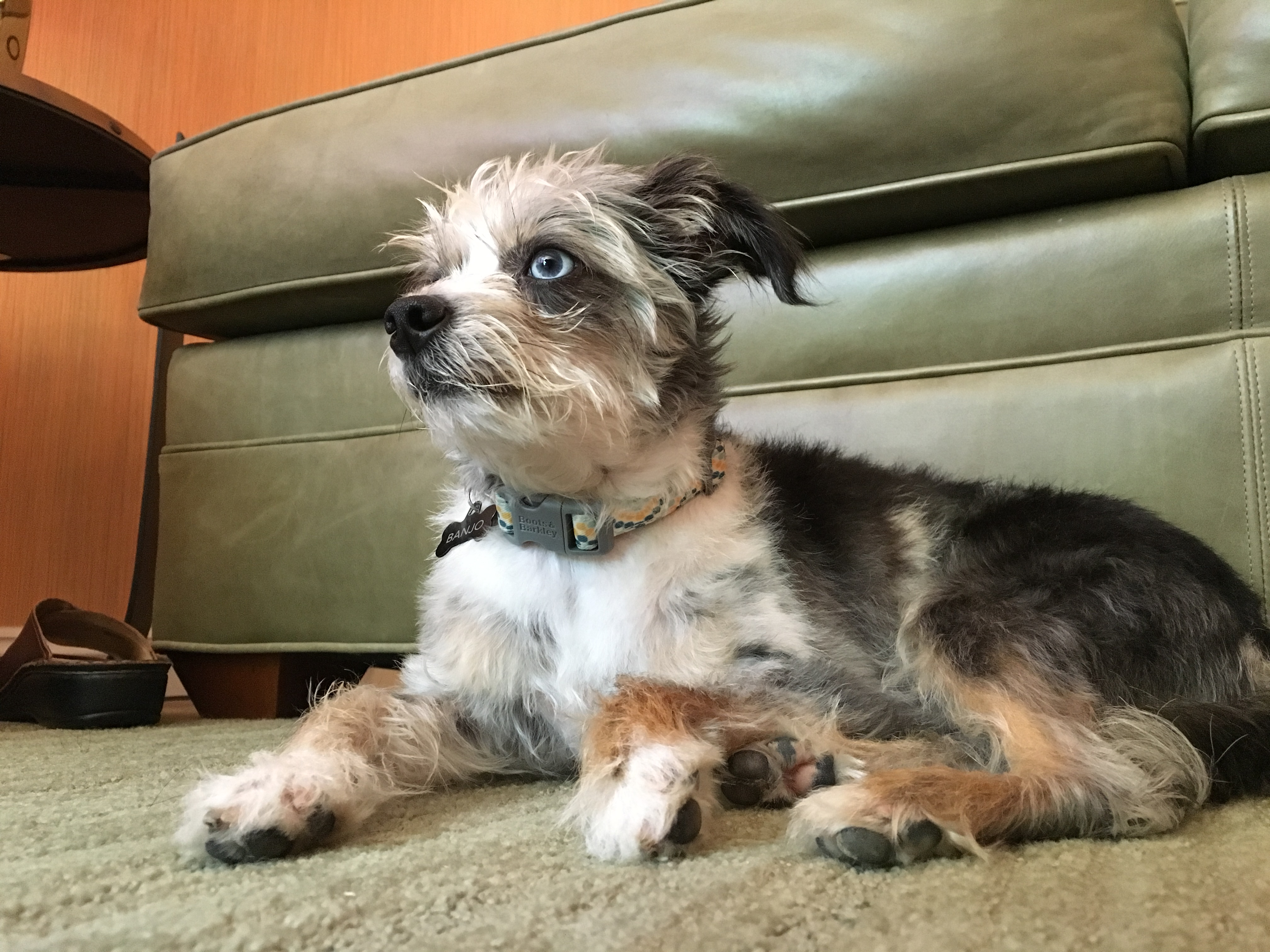 Building Up The Confidence of a Little Dog to Stop His Ankle Biting