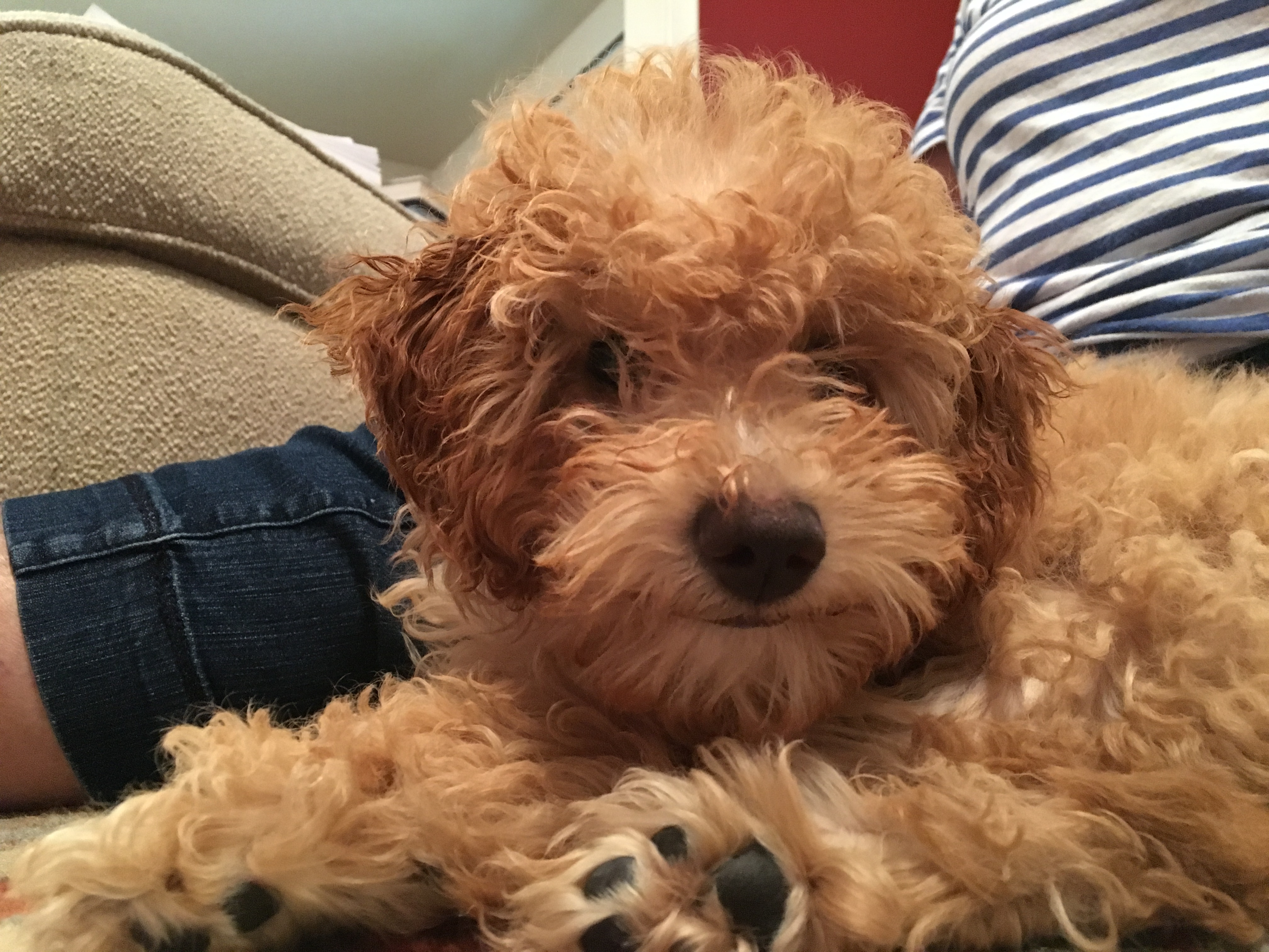 Using Positive Reinforcement to Train a Puppy Golden Doodle Dog Gone