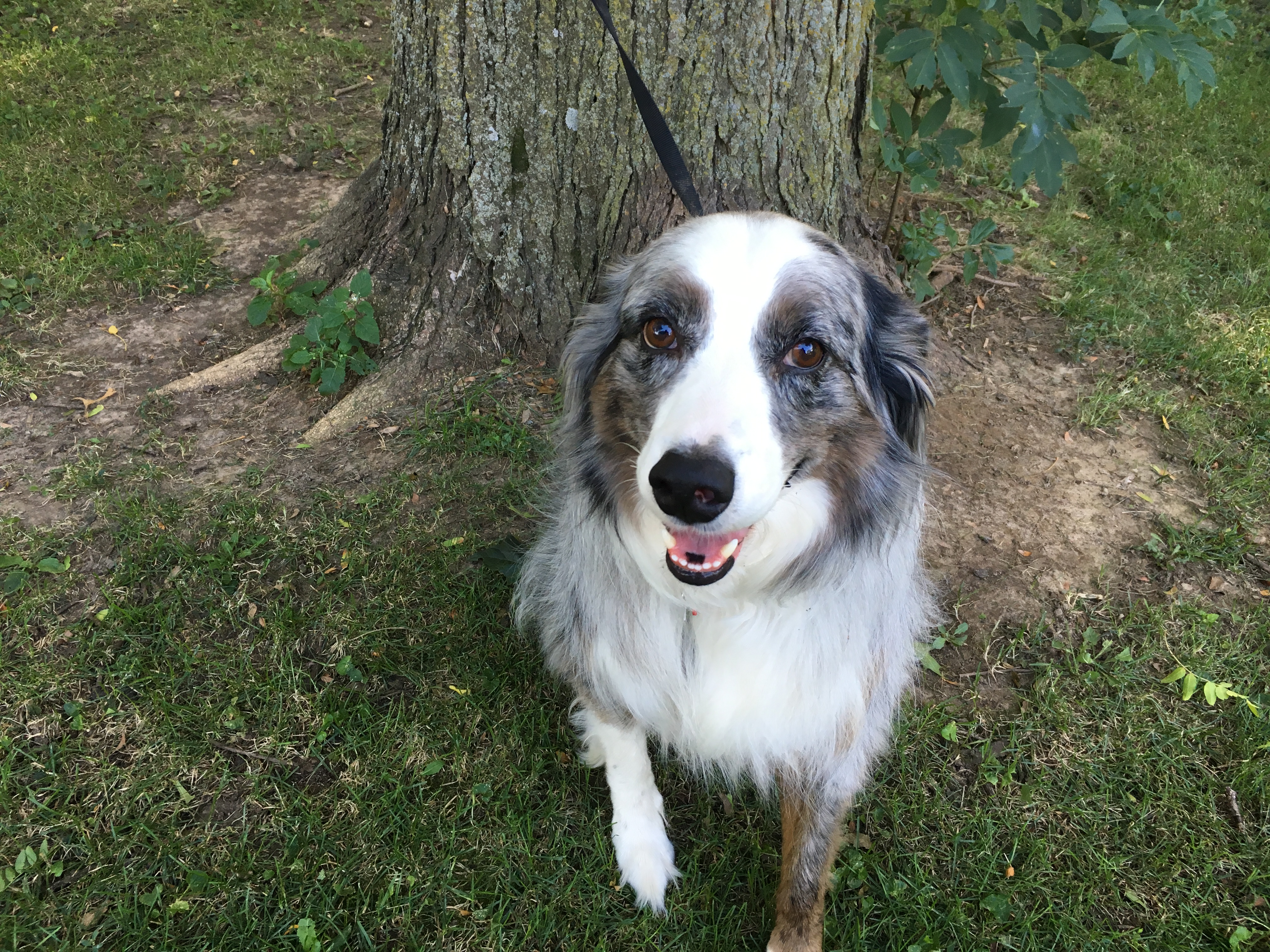 boggieboardcottage Australian Shepherd Border Collie Mix