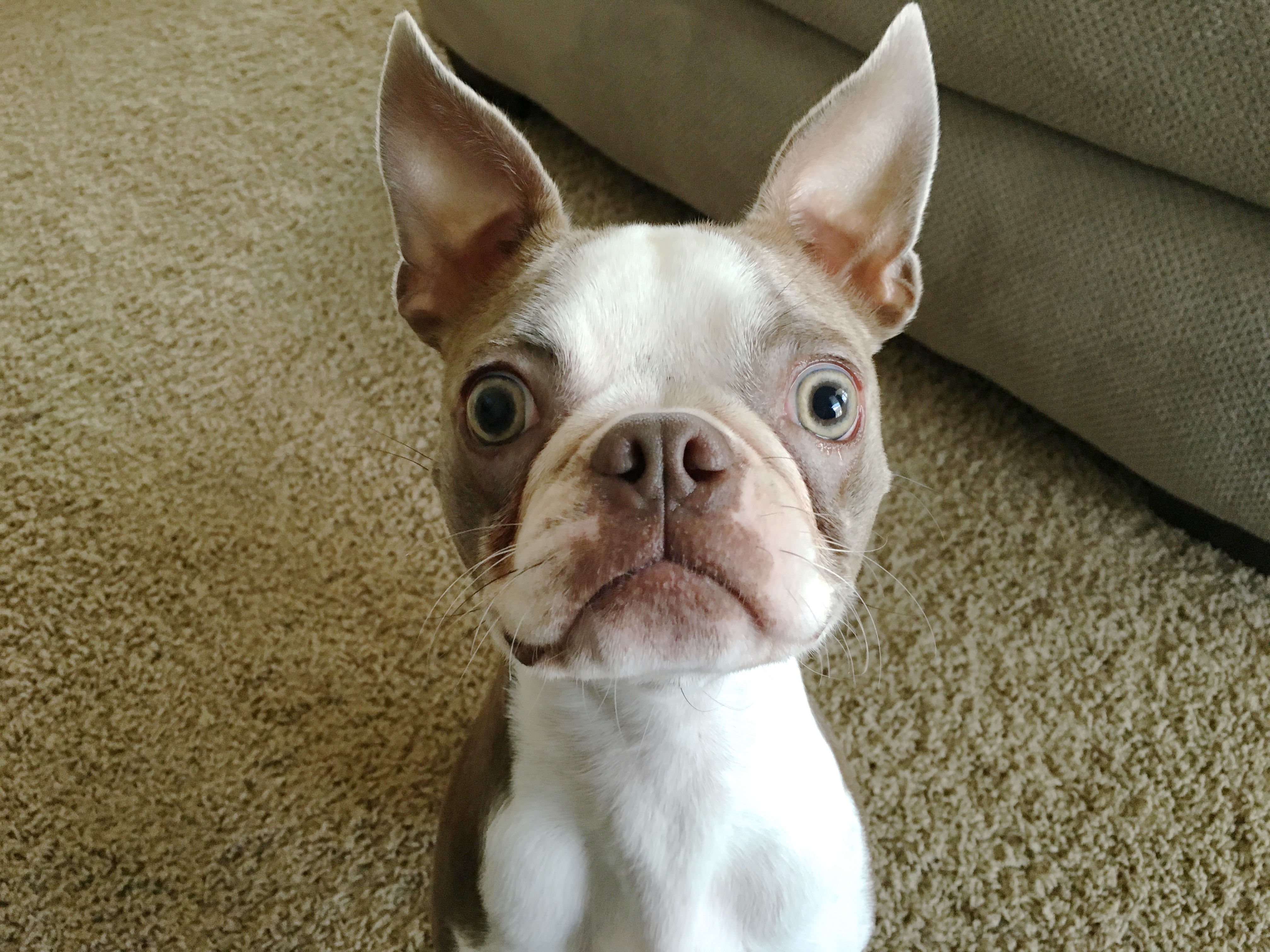 Potty Training Boston Terrier
