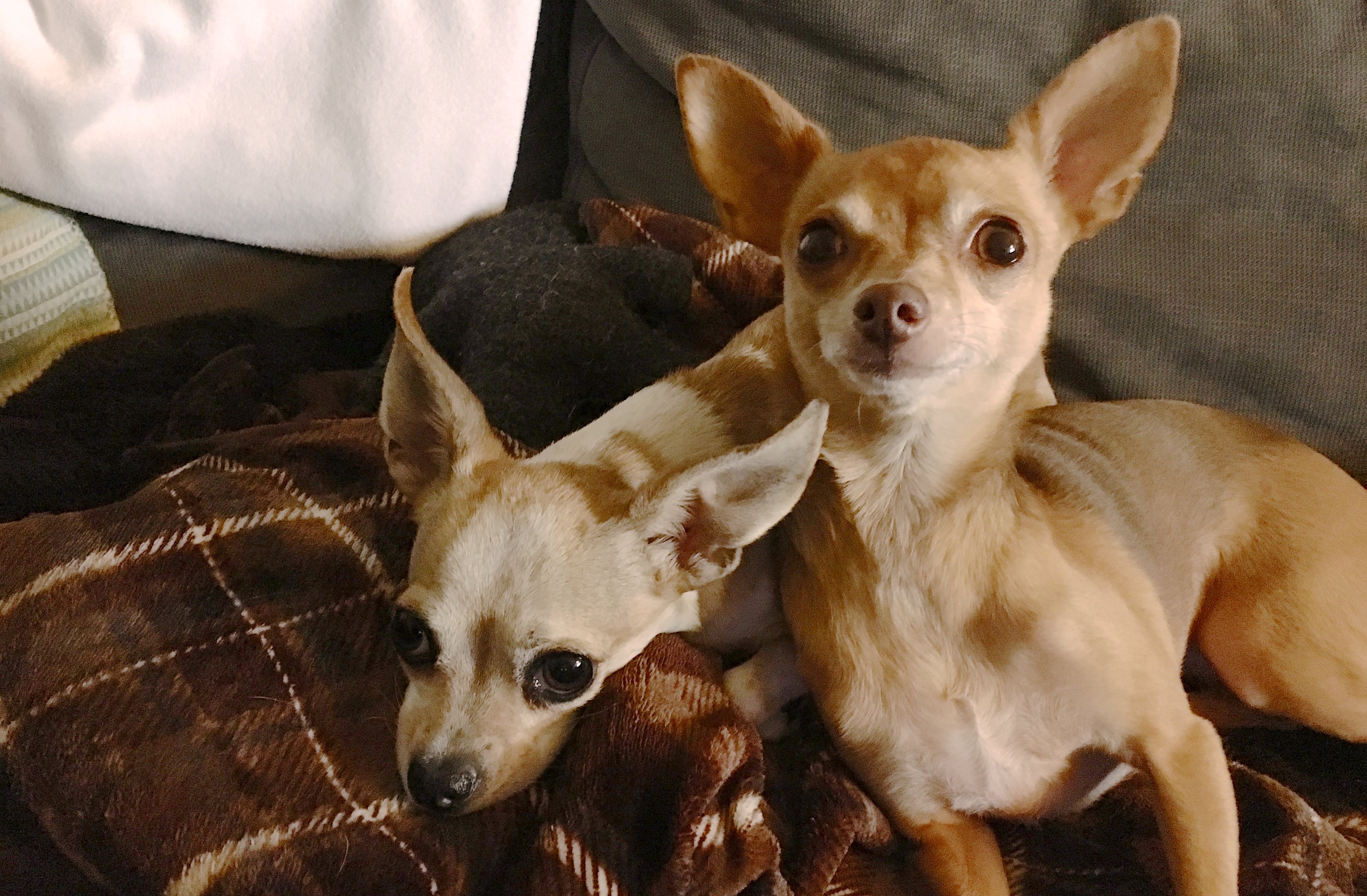 A List of Dog Training Secrets That Helped a Pair of Chihuahua's Learn