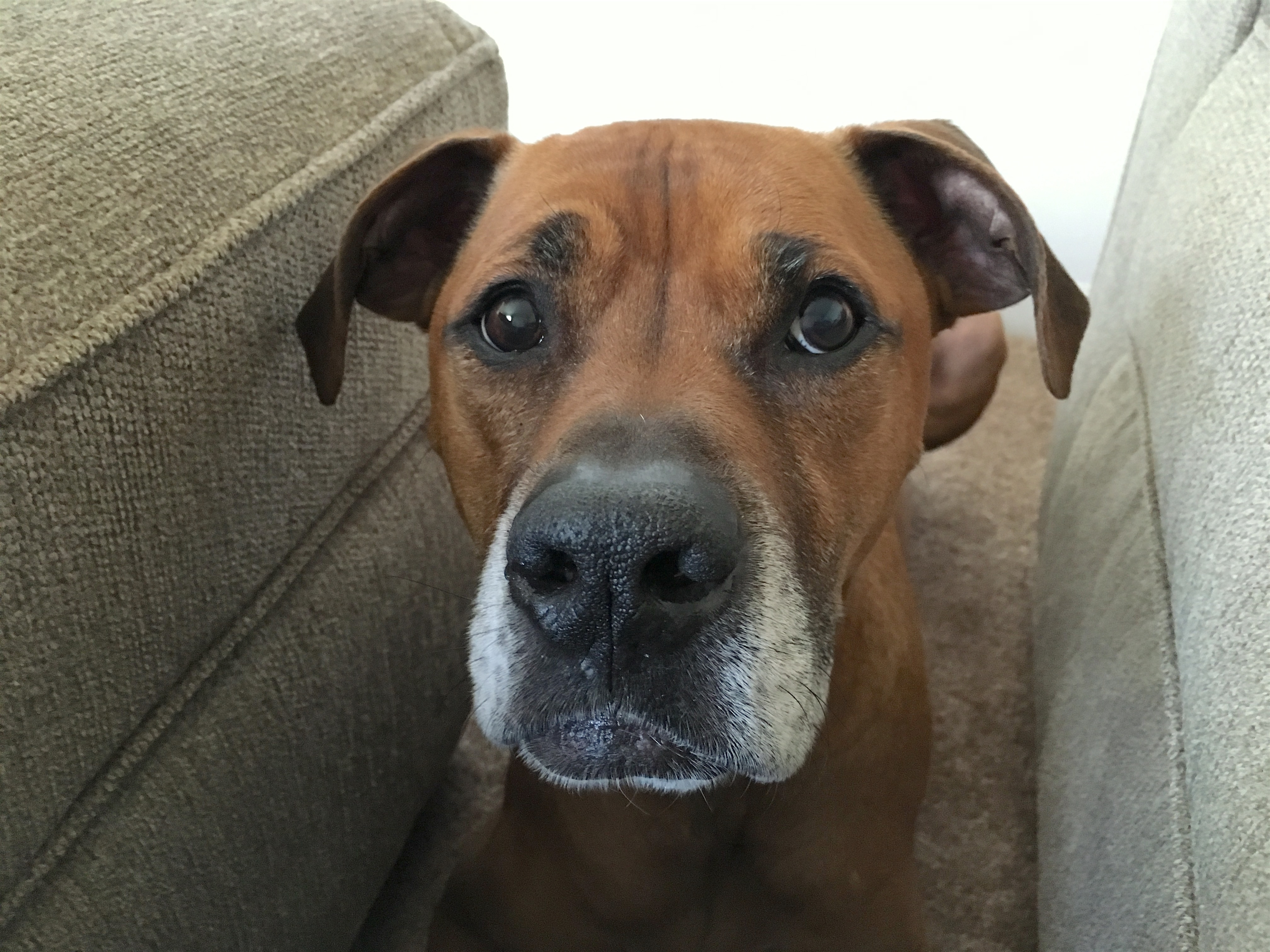 Some Kennel Training Helps a Anxious Boxer Get Over His Separation