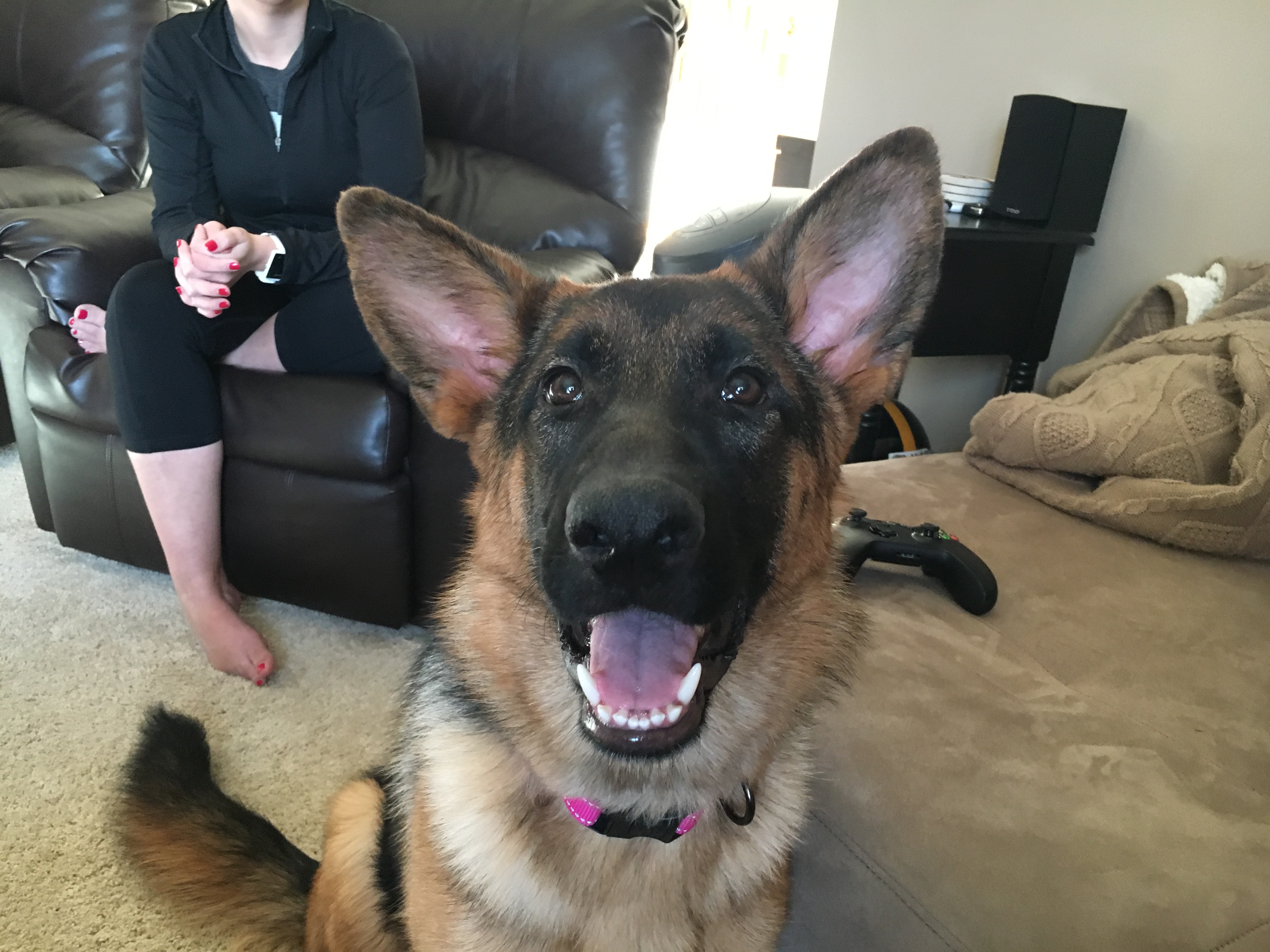 Training a German Shepherd Puppy to Focus to Help Her Behavior Dog