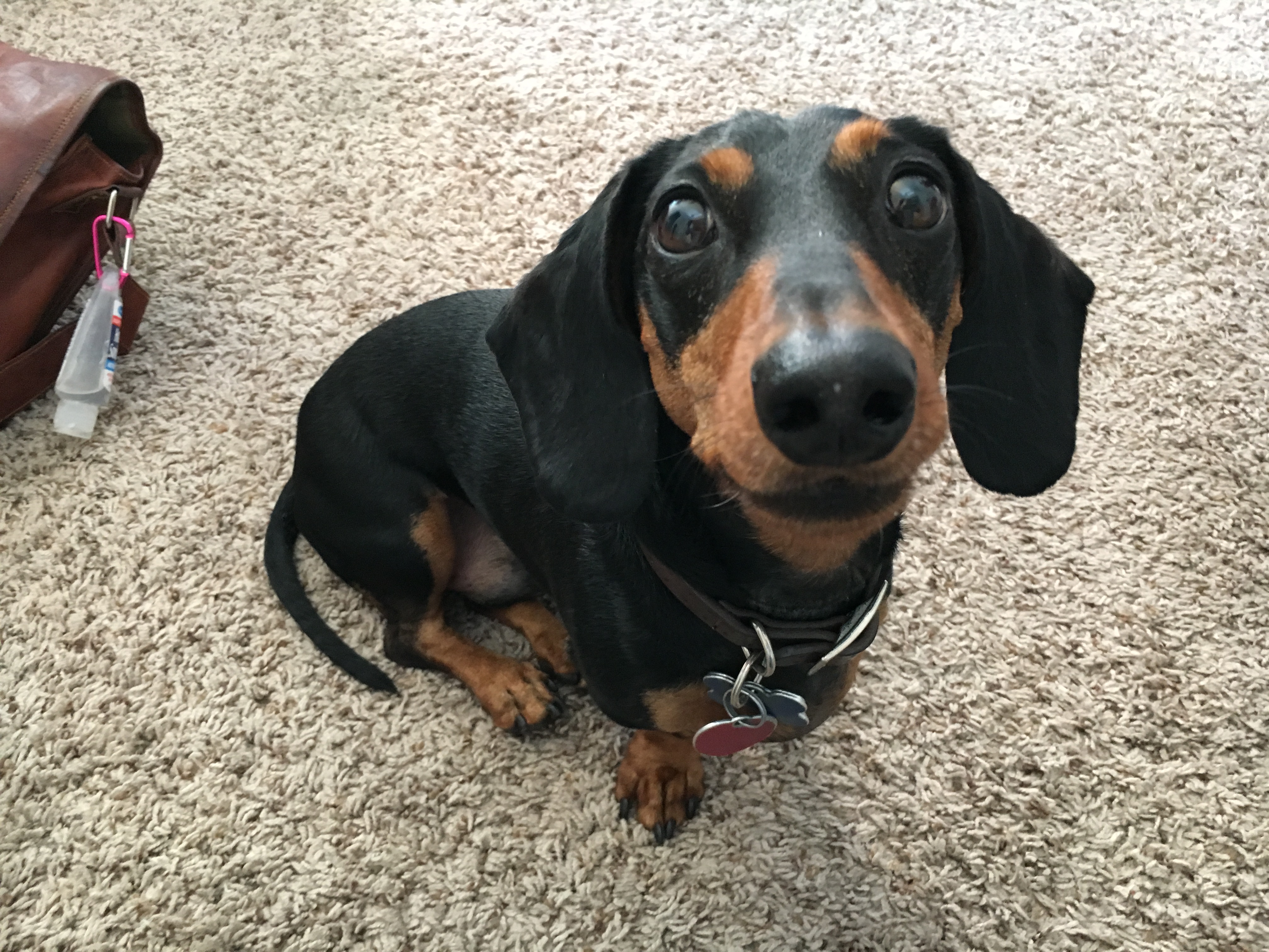How to Train a Weiner Dog to Stop Barking Dog Gone Problems
