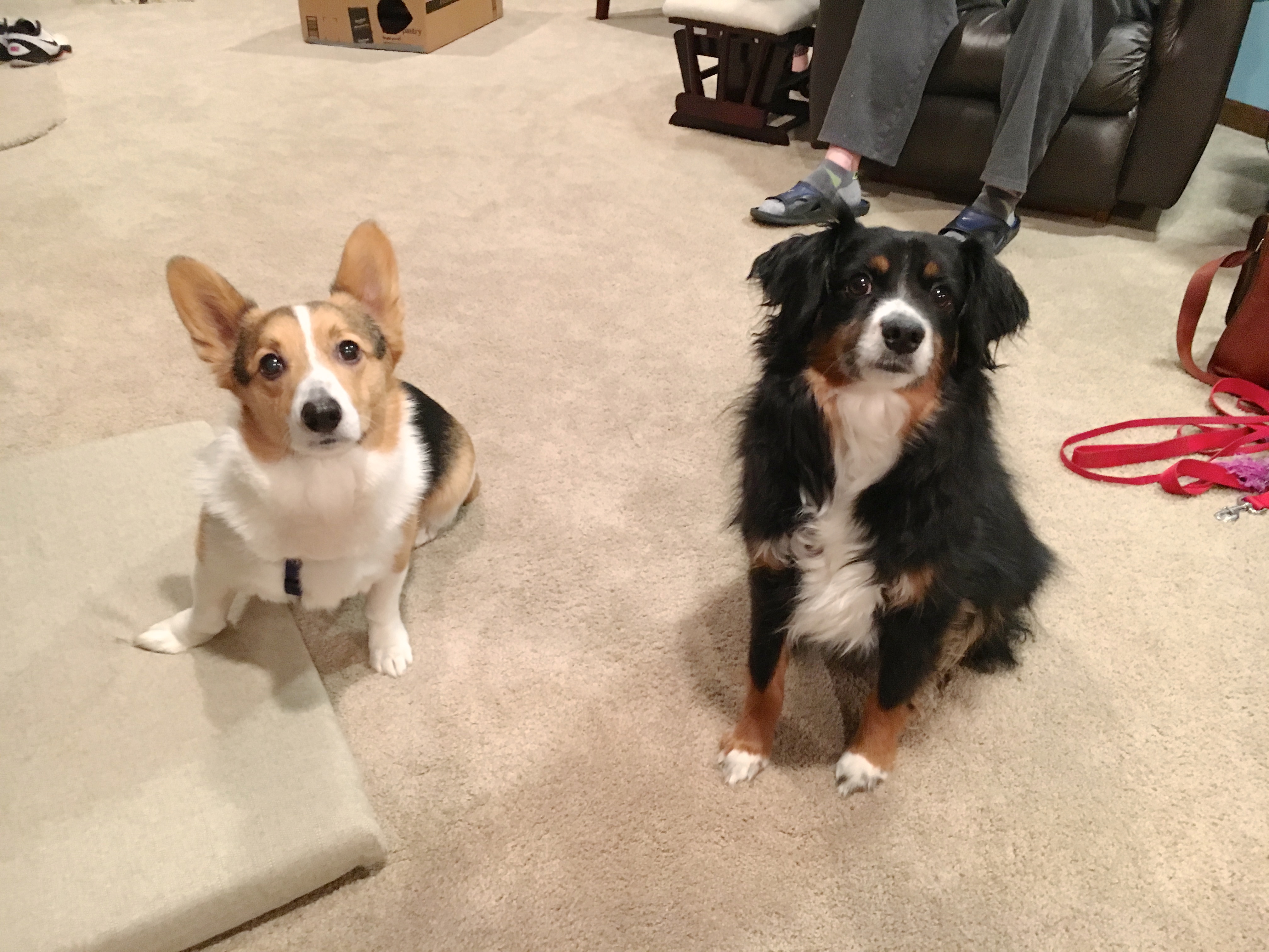 A Special Hearing Impaired Dog Gone Problems Behavior Training Session