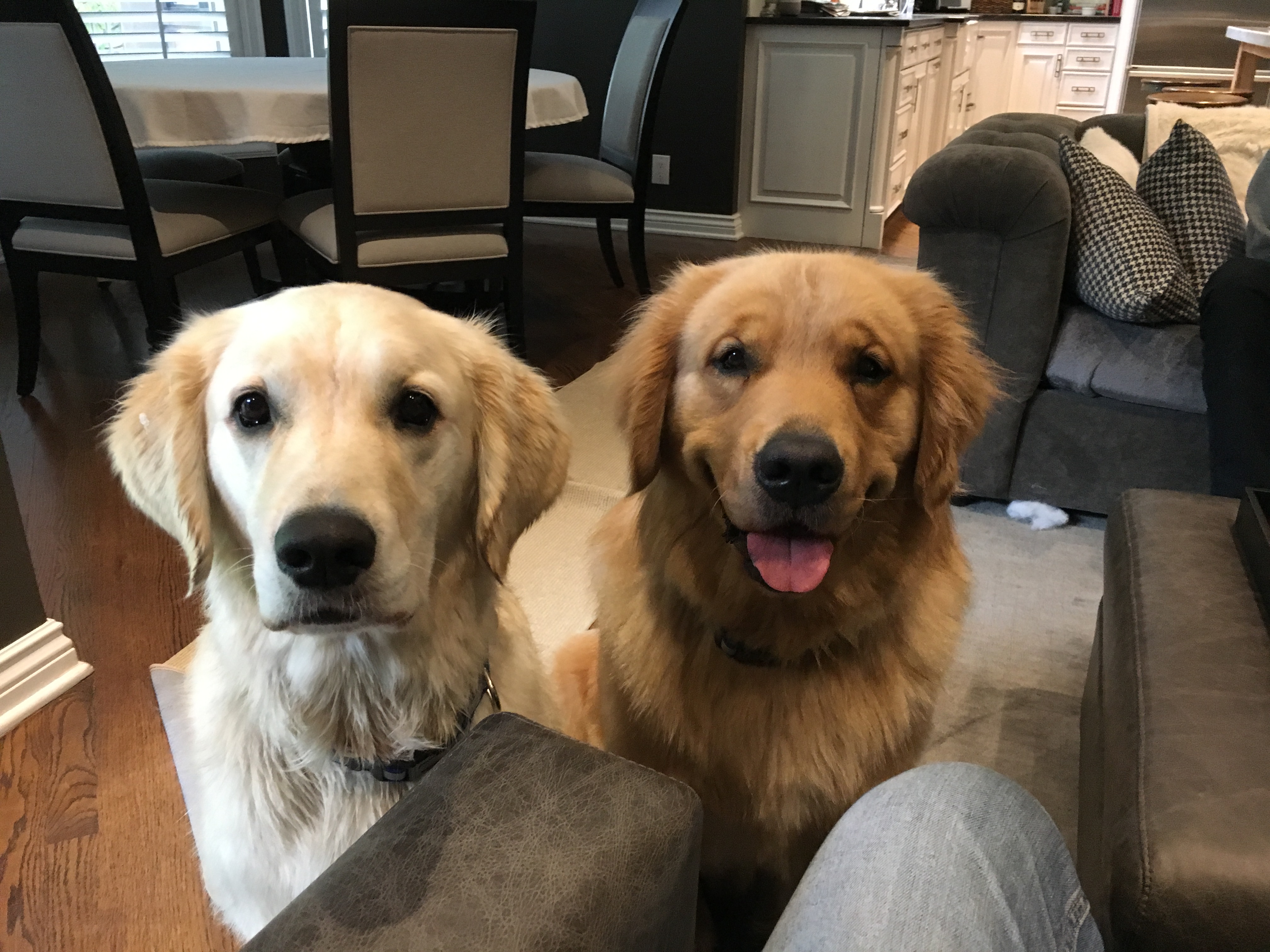 Training Tips Help a Pair of Golden Retrievers Learn to Listen to their